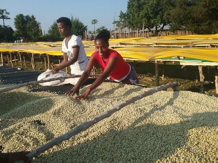 Galeh BIO - Ethiopia